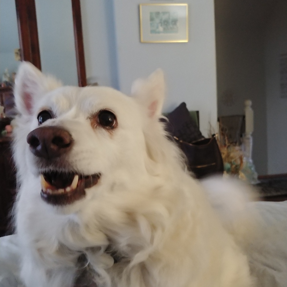 Meet Riley and Angie - Picture 2 of 5